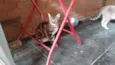 ROMEU