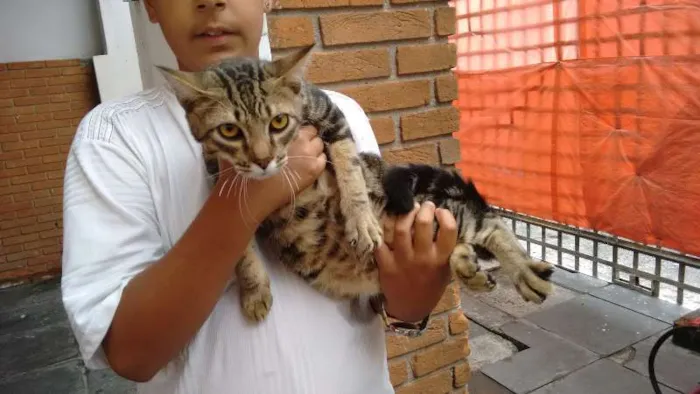 Gato ra a SRD idade 7 a 11 meses nome ROMEU