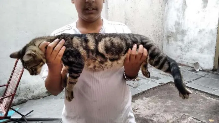 Gato ra a SRD idade 7 a 11 meses nome ROMEU