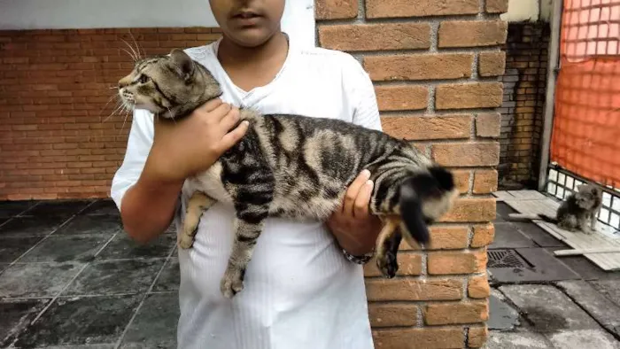 Gato ra a SRD idade 7 a 11 meses nome ROMEU