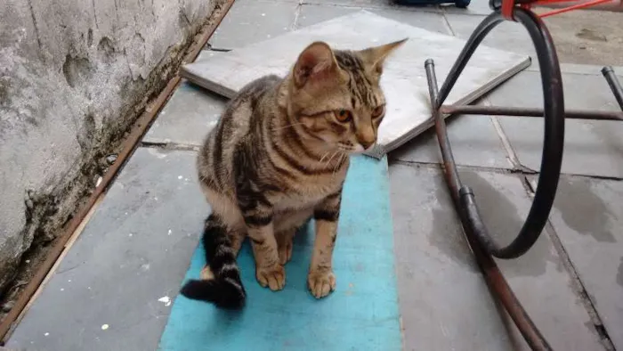 Gato ra a SRD idade 7 a 11 meses nome ROMEU