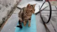 ROMEU