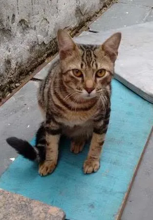 Gato ra a SRD idade 7 a 11 meses nome ROMEU