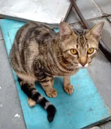 Gato ra a SRD idade 7 a 11 meses nome ROMEU