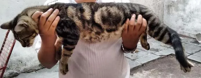 Gato ra a SRD idade 7 a 11 meses nome ROMEU
