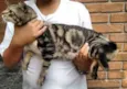 ROMEU