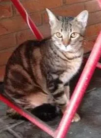 Gato ra a SRD idade 7 a 11 meses nome ROMEU