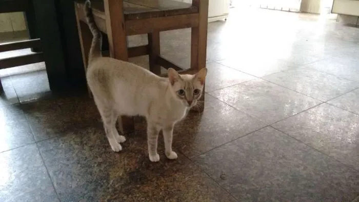 Gato ra a SRD idade 7 a 11 meses nome PÉROLA