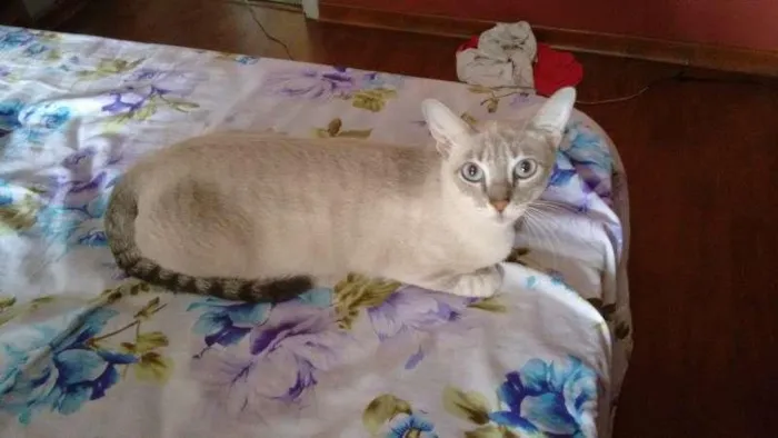 Gato ra a SRD idade 7 a 11 meses nome PÉROLA