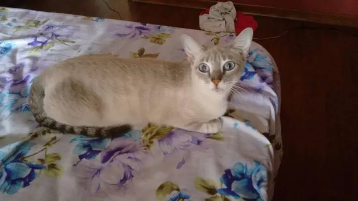 Gato ra a SRD idade 7 a 11 meses nome PÉROLA