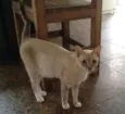 PÉROLA
