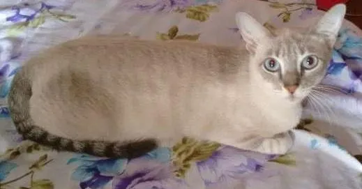 Gato ra a SRD idade 7 a 11 meses nome PÉROLA