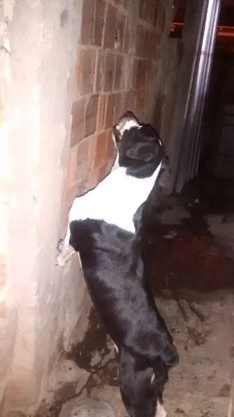Cachorro ra a viralata com fila brasileiro idade 6 ou mais anos nome Layca