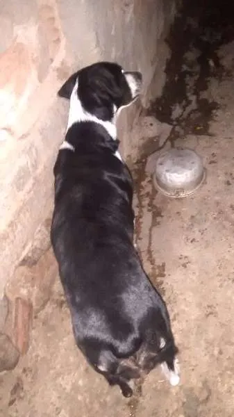 Cachorro ra a viralata com fila brasileiro idade 6 ou mais anos nome Layca
