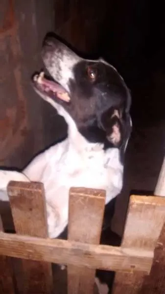 Cachorro ra a viralata com fila brasileiro idade 6 ou mais anos nome Layca