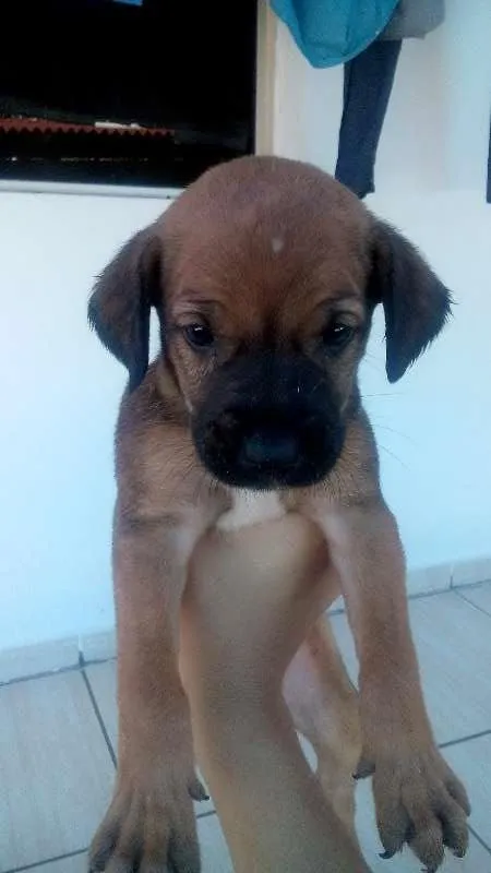 Cachorro ra a vira lata idade 2 a 6 meses nome sem nome