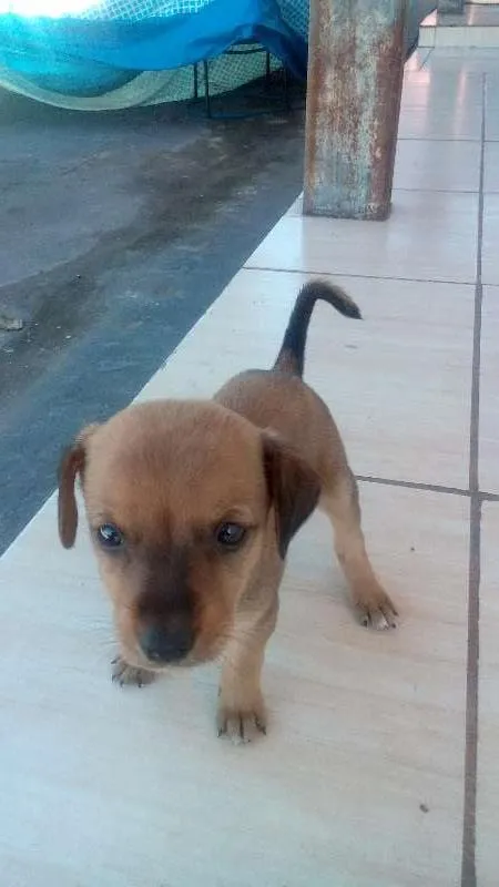 Cachorro ra a vira lata idade 2 a 6 meses nome sem nome
