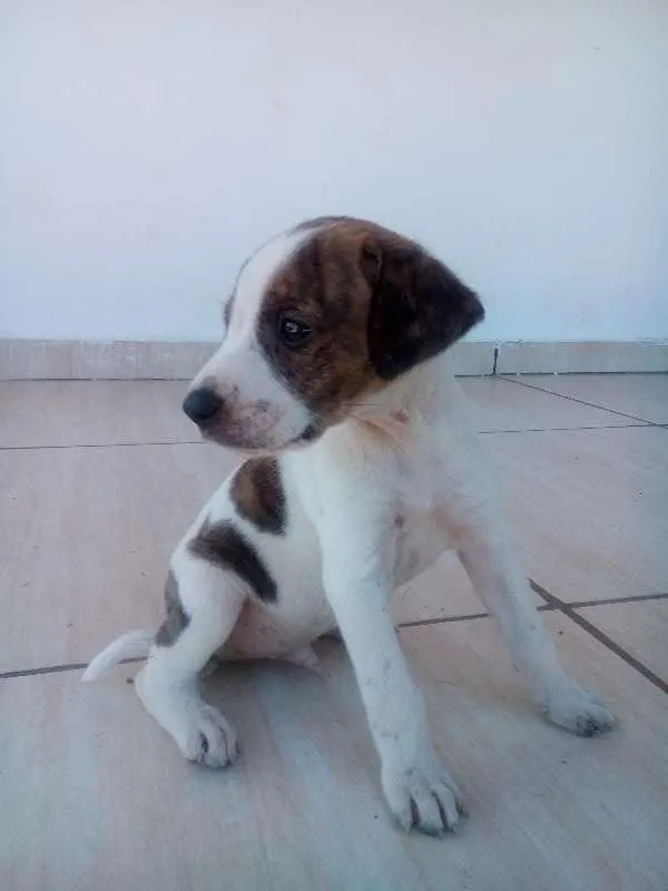 Cachorro ra a vira lata idade 2 a 6 meses nome sem nome