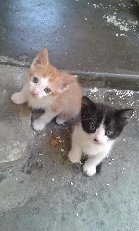 Gato ra a tomba lata idade Abaixo de 2 meses nome Filhote