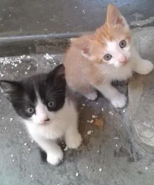 Gato raça tomba lata idade Abaixo de 2 meses nome Filhote