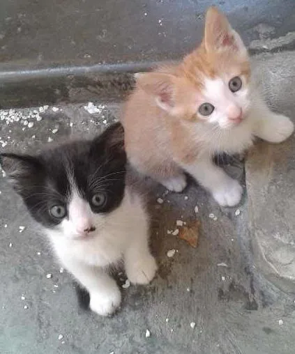 Gato ra a tomba lata idade Abaixo de 2 meses nome Filhote