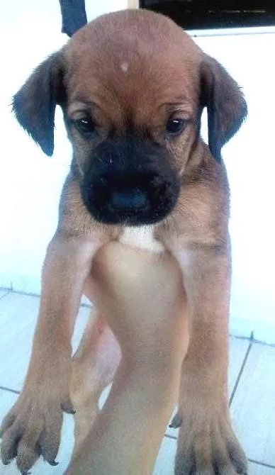 Cachorro ra a vira lata idade 2 a 6 meses nome sem nome