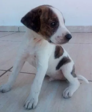 Cachorro raça vira lata idade 2 a 6 meses nome sem nome