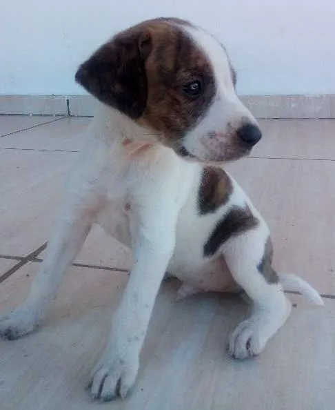 Cachorro ra a vira lata idade 2 a 6 meses nome sem nome