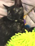 Mel
