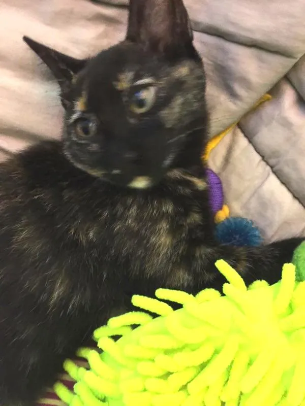 Gato ra a Gato idade 2 a 6 meses nome Mel