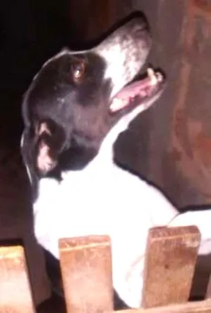 Cachorro raça viralata com fila brasileiro idade 6 ou mais anos nome Layca