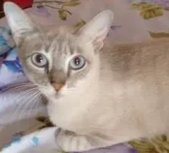 Gato raça SRD idade 7 a 11 meses nome PÉROLA