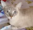 PÉROLA