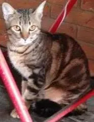 Gato ra a SRD idade 7 a 11 meses nome ROMEU