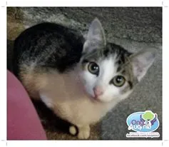 Gato raça Dv idade  nome Lindos gatinhos