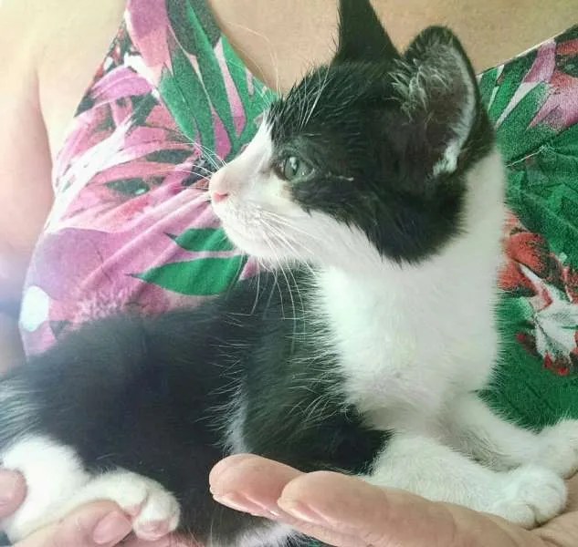 Gato ra a Indefinido idade Abaixo de 2 meses nome Indefinido