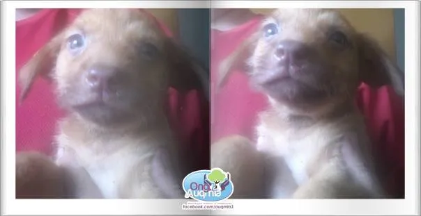 Cachorro ra a Dv idade  nome Lindos cãezinhos