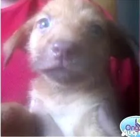 Cachorro raça Dv idade  nome Lindos cãezinhos