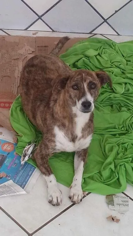 Cachorro ra a vira lata idade 2 anos nome betovem , lessy , xuxa 