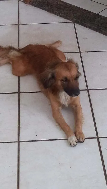 Cachorro ra a vira lata idade 2 anos nome betovem , lessy , xuxa 