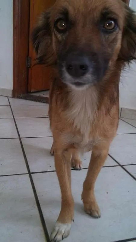 Cachorro ra a vira lata idade 2 anos nome betovem , lessy , xuxa 