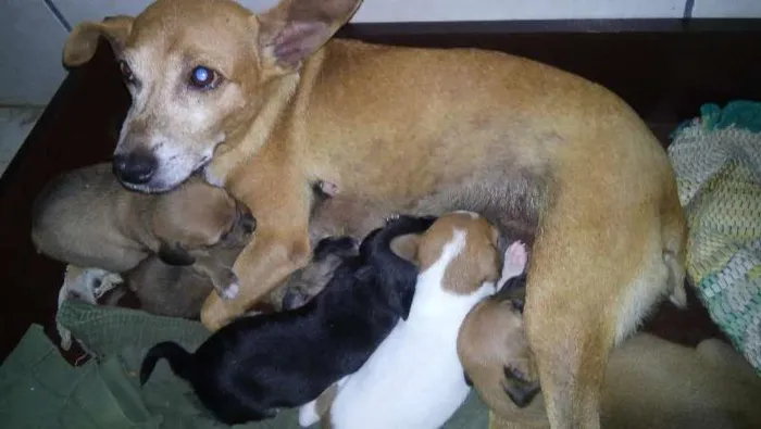 Cachorro ra a vira lata idade 2 anos nome betovem , lessy , xuxa 