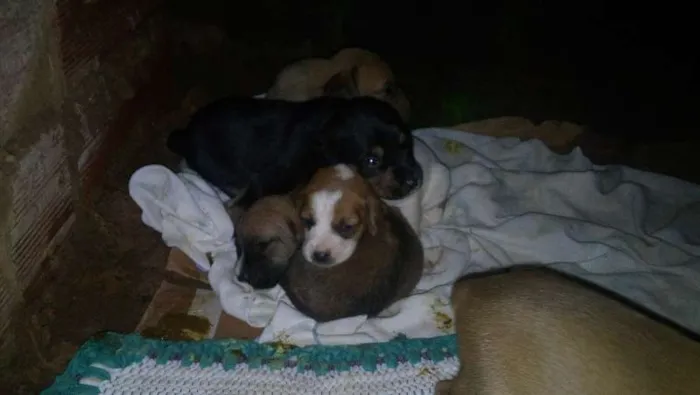 Cachorro ra a vira lata idade 2 anos nome betovem , lessy , xuxa 