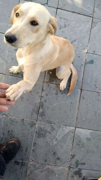 Cachorro ra a n sei idade 2 a 6 meses nome Sophia
