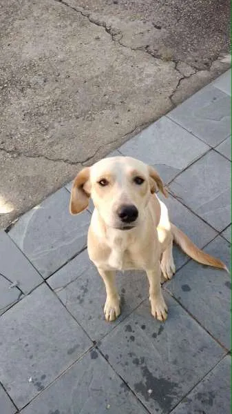 Cachorro ra a n sei idade 2 a 6 meses nome Sophia