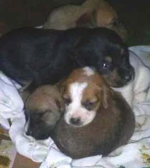 Cachorro raça vira lata idade 2 anos nome betovem , lessy , xuxa 