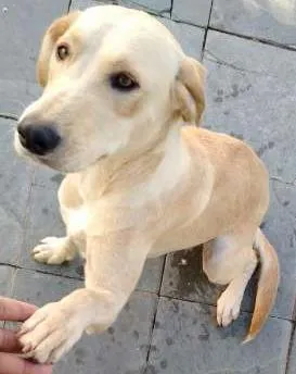 Cachorro ra a n sei idade 2 a 6 meses nome Sophia