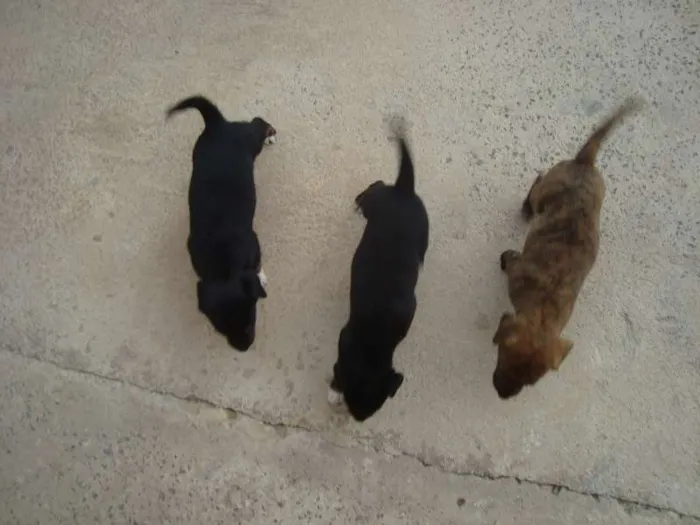 Cachorro ra a SRD idade Abaixo de 2 meses nome Snop
