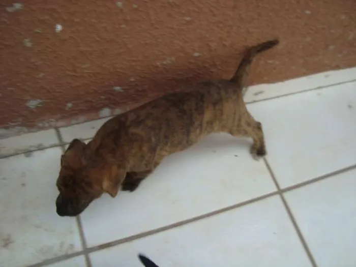 Cachorro ra a SRD idade Abaixo de 2 meses nome Snop