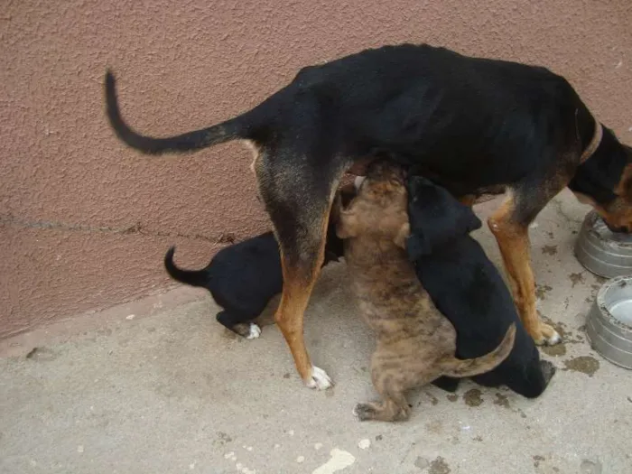 Cachorro ra a SRD idade Abaixo de 2 meses nome Snop
